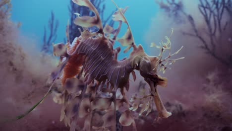 Leafy-Sea-Dragon-with-eggs-4k-slow-motion-South-Australia