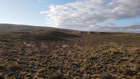 seguimiento romántico de un grupo de llamas corriendo por un prado con las últimas horas de luz