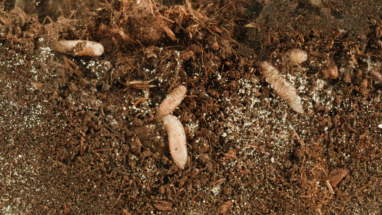 Worms in Soil