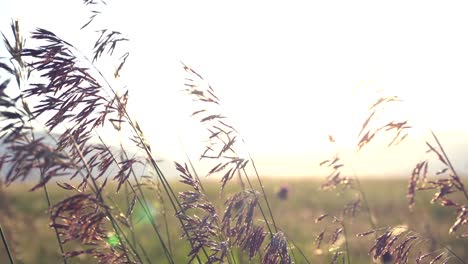 fluttering plants in slow motion