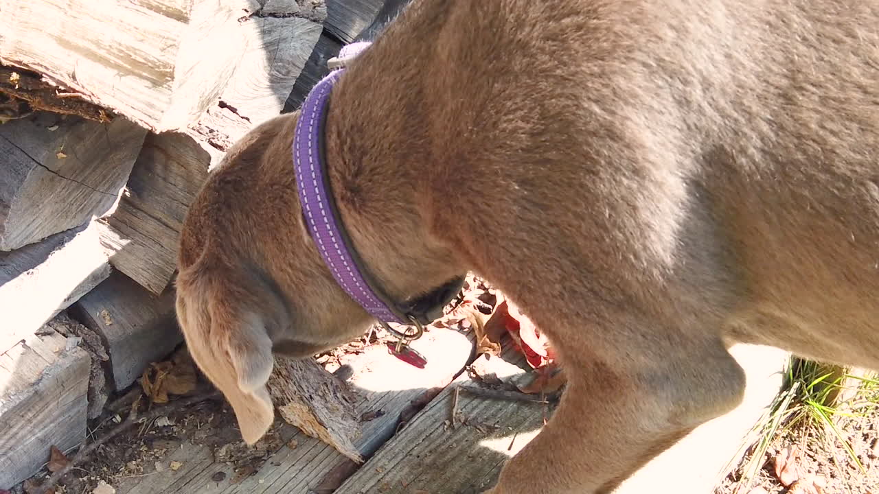 Cute labrador retriever dog sniffing mouse in woodpile