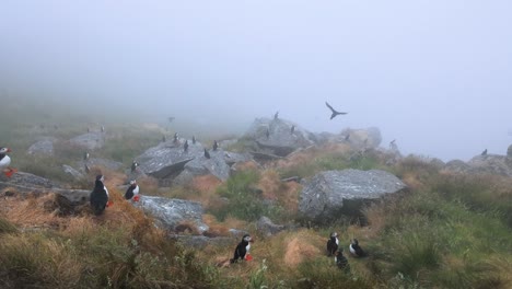 atlantic puffin (fratercula arctica), on the rock on the island of runde (norway).