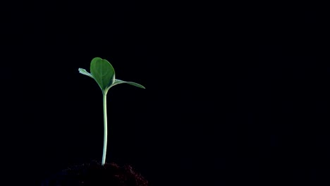 small tree growing on black background. rotation 360 degree around view. planting a tree for save world and natural , clean ecology in natural.