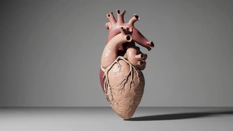 3d model of a human heart