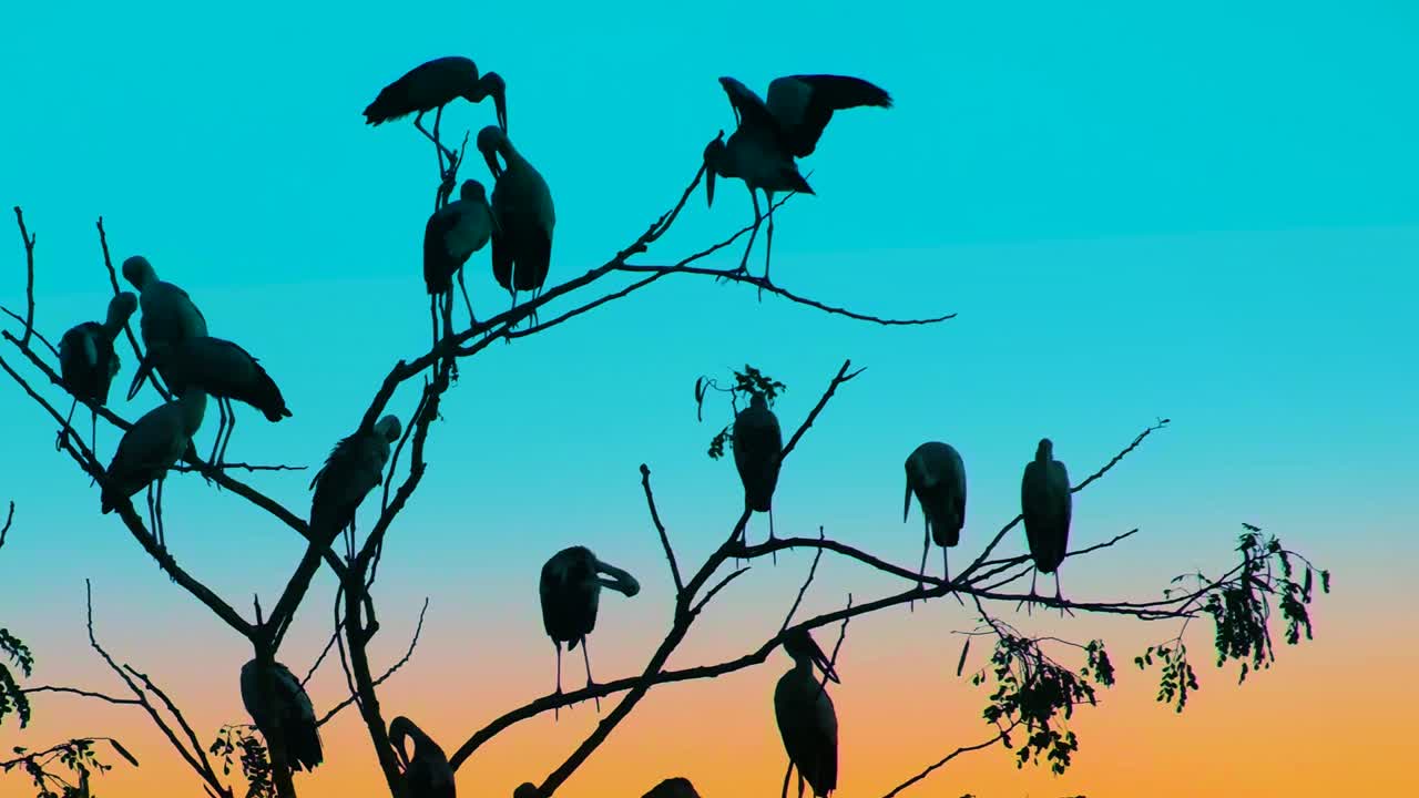 grupo de cigüeñas, ciconiiformes, sentados en un árbol sin hojas, horizonte azul dorado
