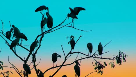 grupo de cigüeñas, ciconiiformes, sentados en un árbol sin hojas, horizonte azul dorado
