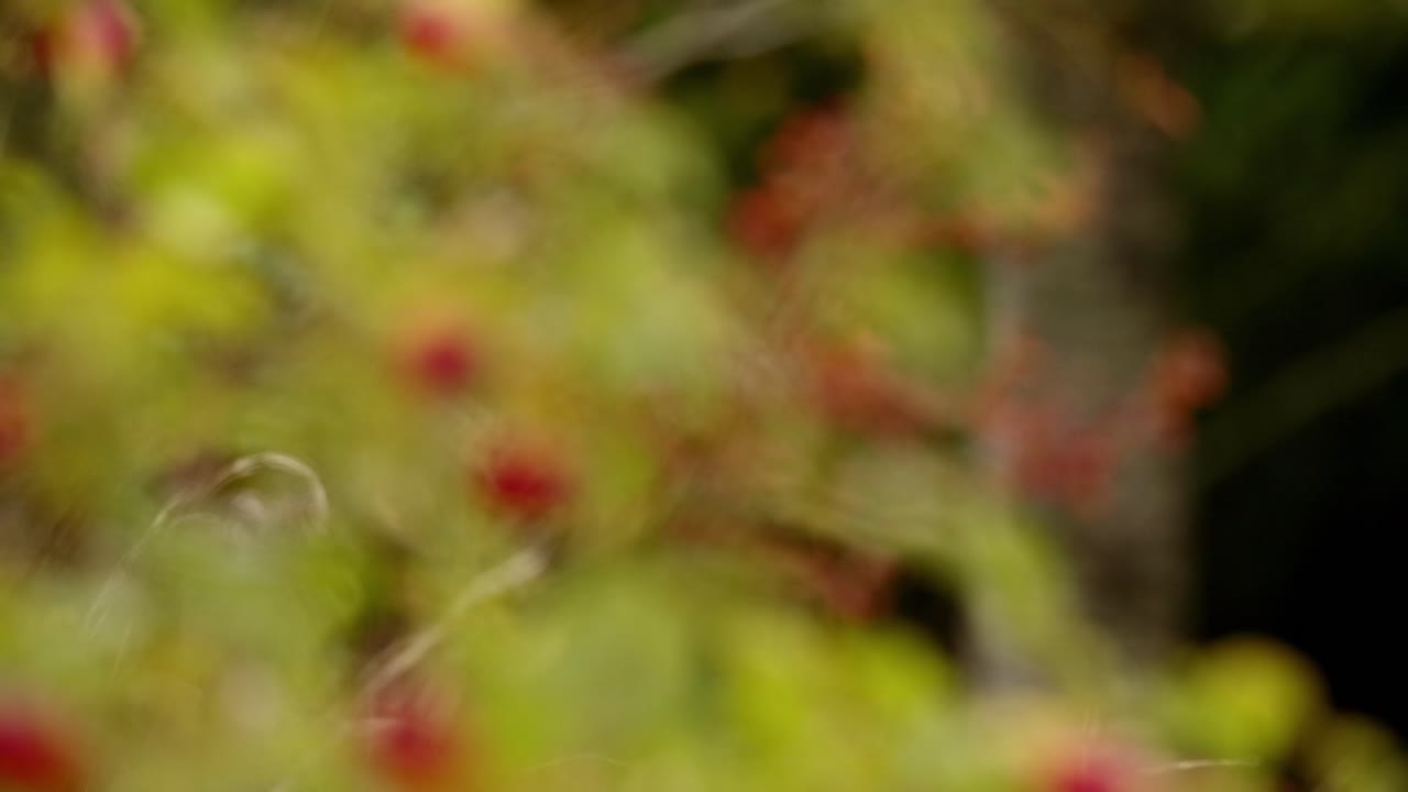 Rose hips and fall colored leaves, rack focus