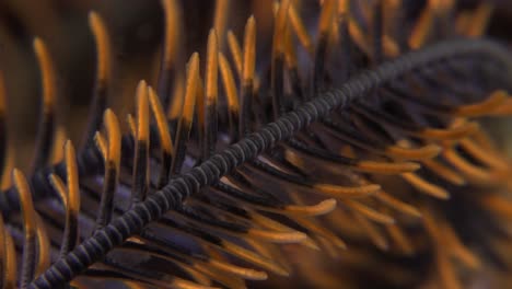 orange featherstar super close up macro shot on coral reef