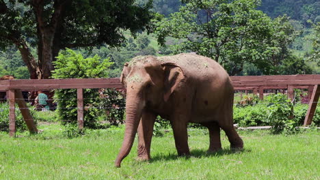 Elefante-Caminando-Por-Una-Valla-En-Cámara-Lenta