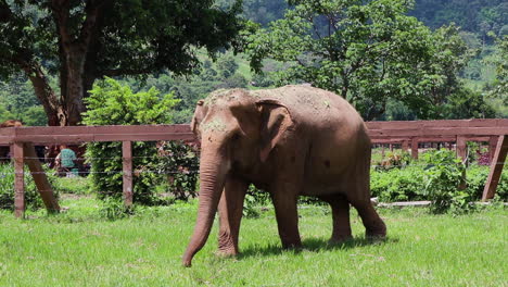 elephant walking along a fence in slow motion