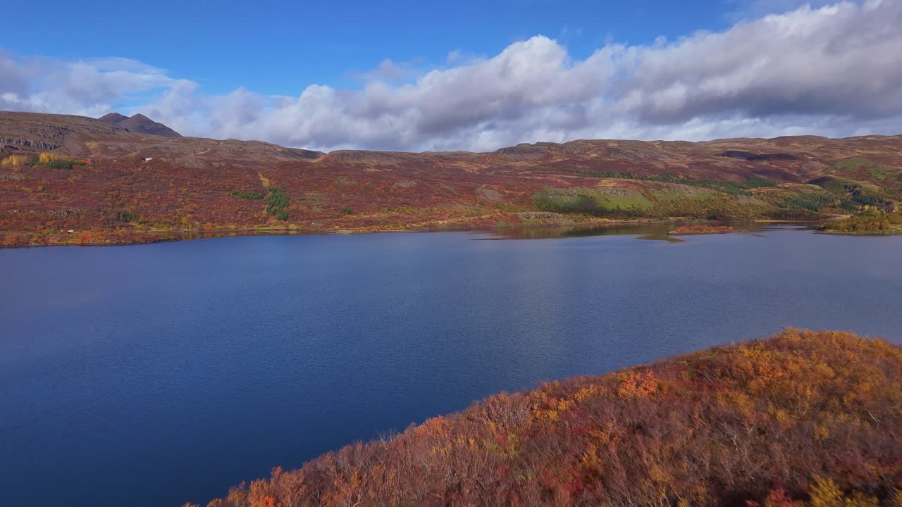 Levende gyldne nuancer af et grantræ, der skiller sig ud fra de efterårsgyldne orange farver på Islands nordlige bakker med en sø. Droneflyvning hen over