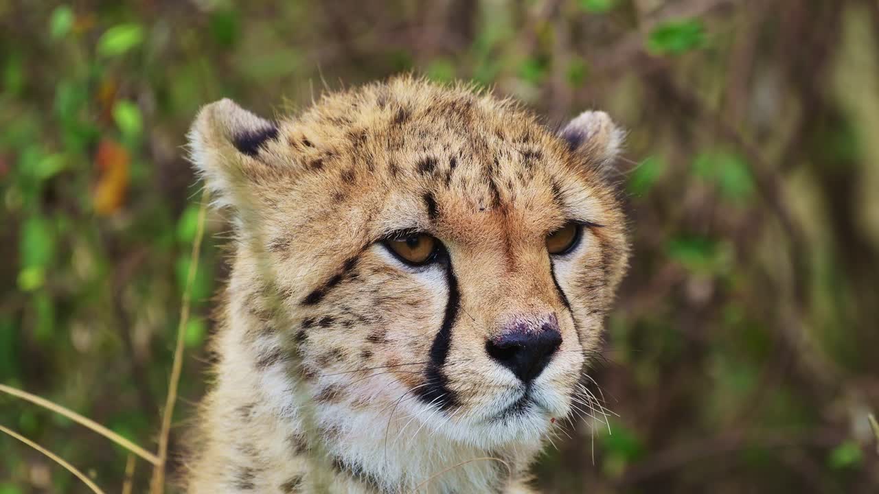 disparo en cámara lenta de primer plano de la cabeza del guepardo inspeccionando el paisaje en busca de presas, detalle de la piel y las marcas manchadas, vida silvestre africana en la reserva nacional de maasai mara