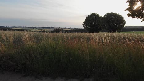 the drone is flying over a grainfield in golden hour
