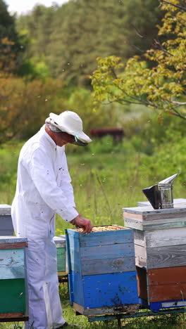 beekeeper near wooden hives on beautiful nature backdrop. apiculturist wearing protective suit and hat inspects bees in a beehive. colony of bees flying on a apiary.. vertical video