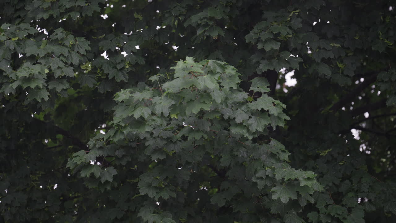 Green maple tree leaves gently swaying in the summer breeze outdoors