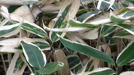 close-up of variegated ornamental grass