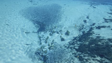 schools of striped bass fish swimming on natural spring sand bottom in the florida springs