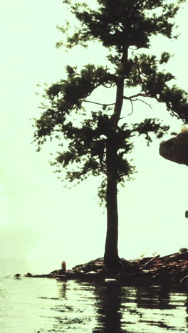 tree on the shore of a lake