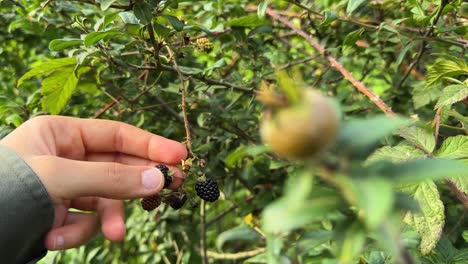 wild fruit harvest season organic fresh delicious juicy tasty jam nature made natural mineral vitamin black berry wild forest berries saudi arabia green mountain landscape iran rural local people life