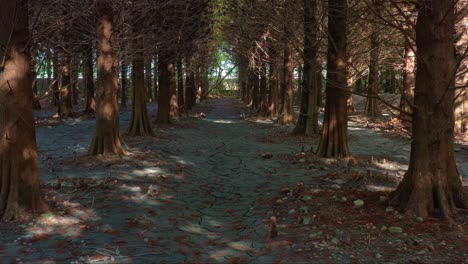 Low-drone-reserve-flyover-capturing-a-tranquil-forest-path-lined-with-Bald-Cypress-trees,-featuring-cracked-earth-and-dappled-sunlight-filtering-through-the-canopy-during-dry-season,-aerial-shot