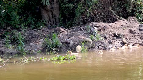 patos bebés en un río