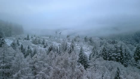 winter forest clearing with mist covered woodland fells