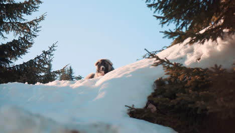 Perro-Tirado-En-La-Nieve,-Mirando-A-La-Cámara