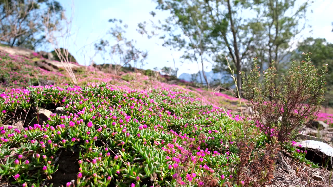 Pink flowers and fleshy leaves of Delosperma iceplant in rocky terrain, Overberg