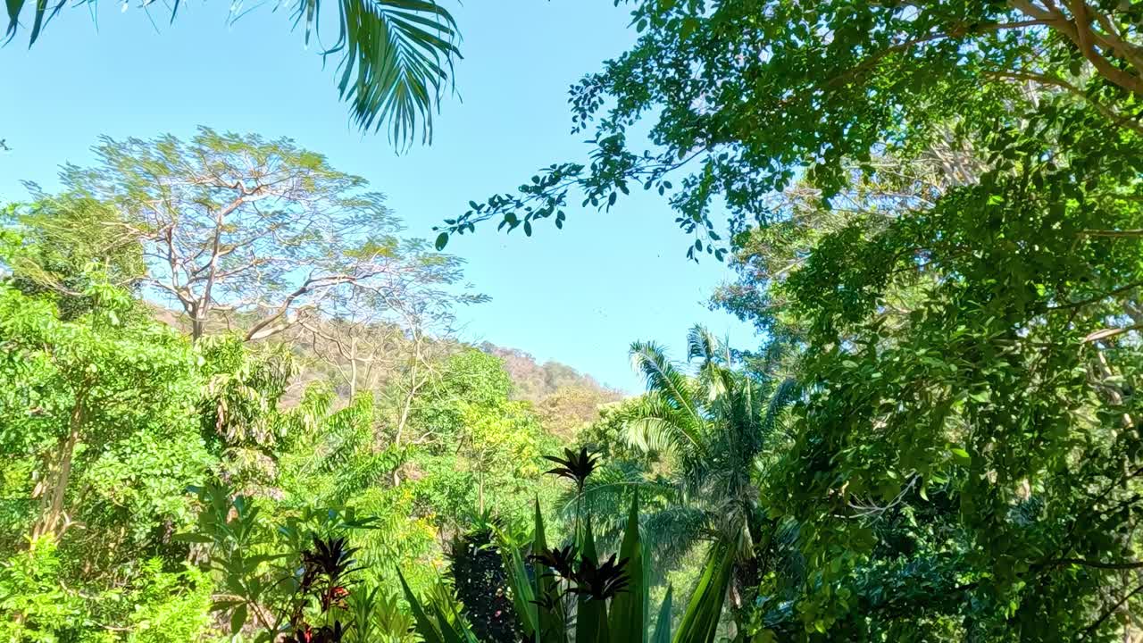 A vibrant garden featuring tropical plants and a stone border, set against a backdrop of lush greenery and clear skies.