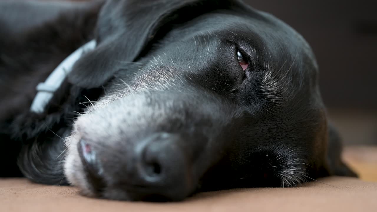 집 바닥에 누워있는 카메라를 바라보는 잠자는 고위 검은 개의 근접 시각