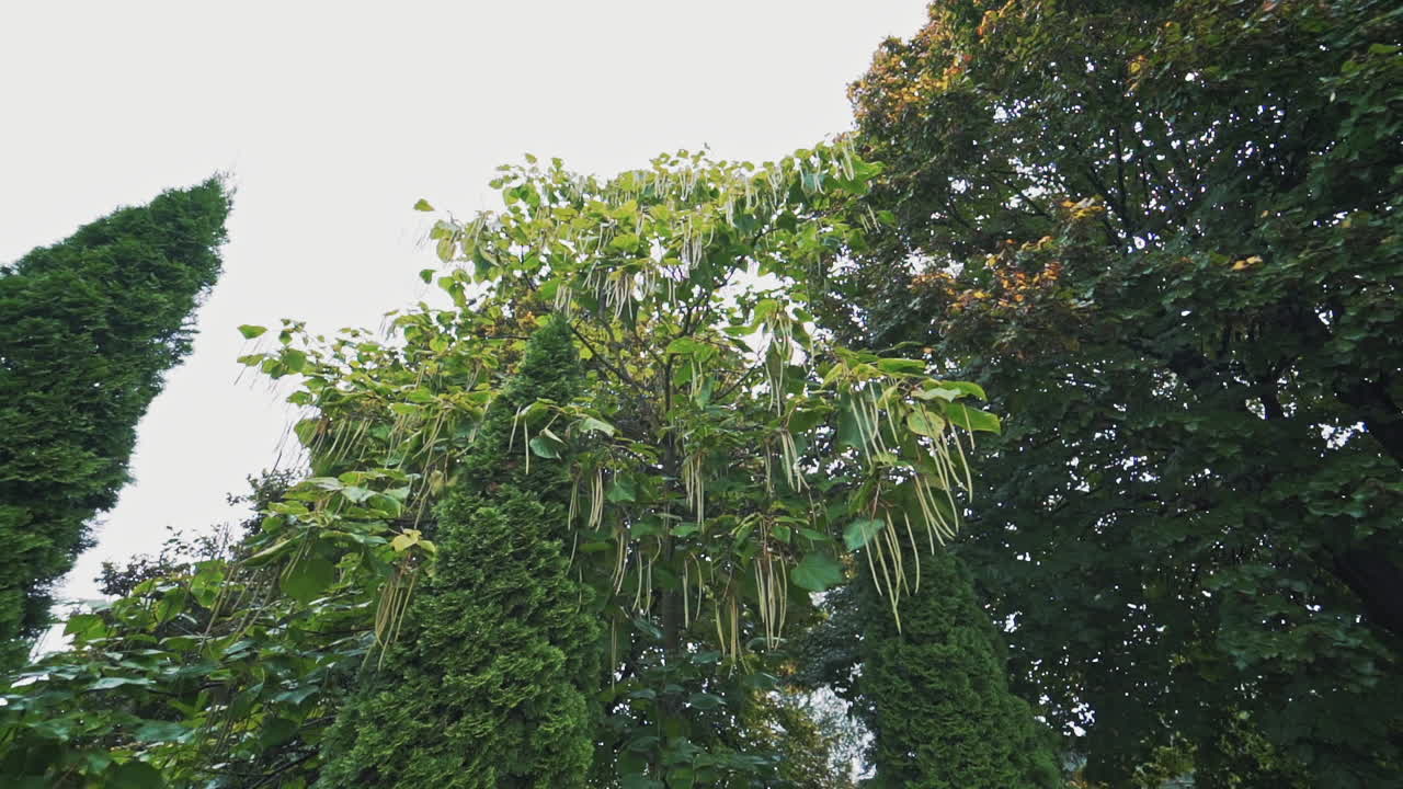 Green trees, bushes on the beautiful alley in the park. Natural scenery outdoor in a clear day. Tranquil atmosphere on the natural background in summer.