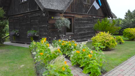 antiguo edificio de madera tradicional estonio con un techo de paja o de centeno en saaremaa con una bandera estonia ondeando en él en cámara lenta rodeado de carreteras de piedra de amapola y un jardín que tiene flores amarillas