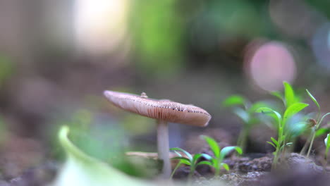 closeup of wild and poisonous mushroom in the forest