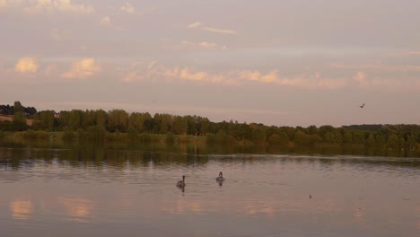 Dos-Cisnes-Jóvenes-En-Un-Lago-Ondulante-En-La-Distancia-Al-Atardecer,-Una-Amplia-Toma-De-Paisaje