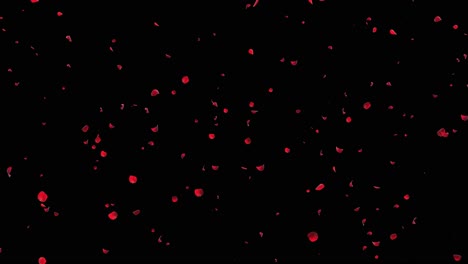 rose petals falling on black and green background