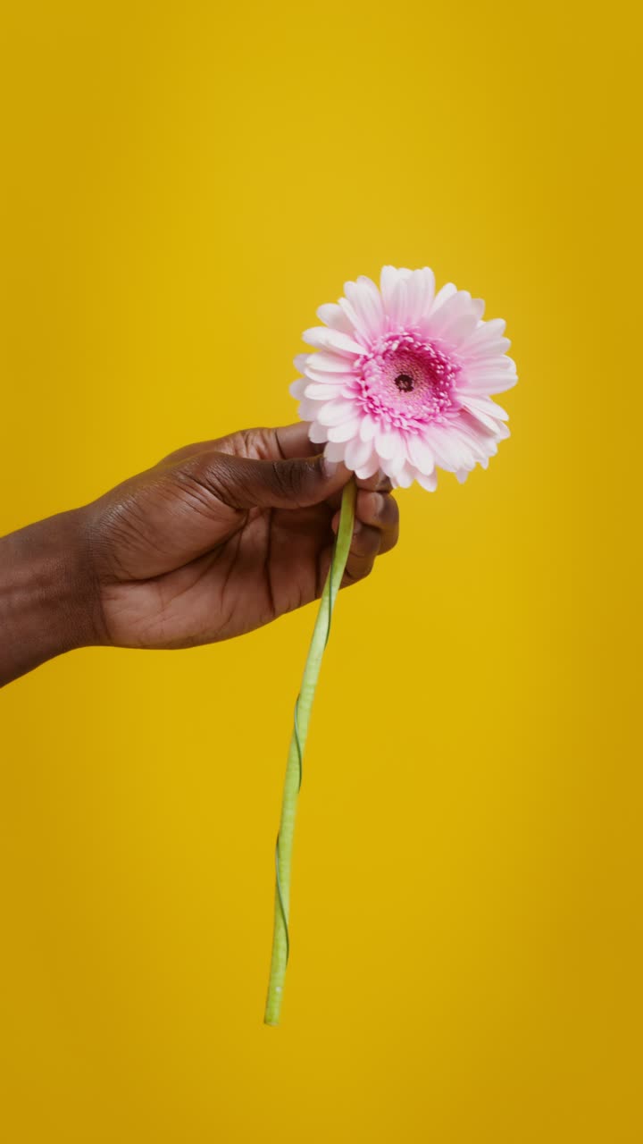 Hand holding a pink gerbera flower