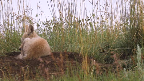 Coyote-pups-at-den,-curious-sibling-head-pops-up-for-a-look