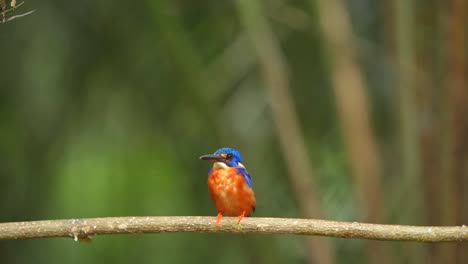 Un-Pájaro-Martín-Pescador-De-Orejas-Azules-Meneó-La-Cabeza,-Defecó-Y-Luego-Se-Fue