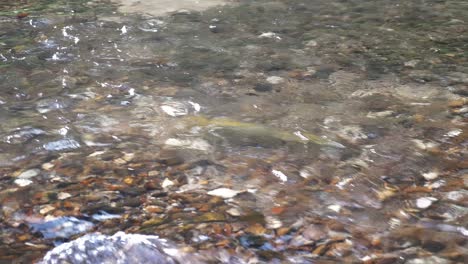 Large-Brown-Trout-Resting-In-Shallow-Clear-Water-Of-Stony-River