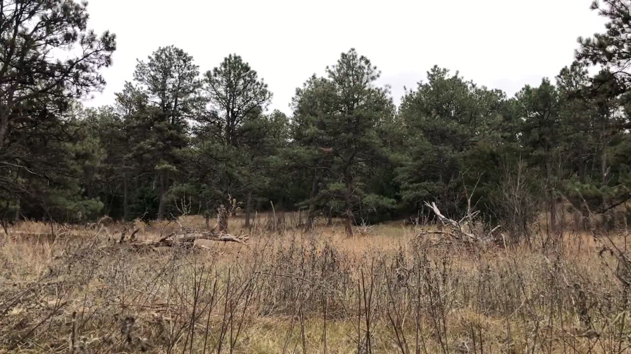 Strong winds blowing in wooded area with blue sky and swaying trees