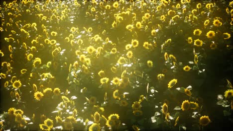 Sunflower-field-and-cloudy-sky