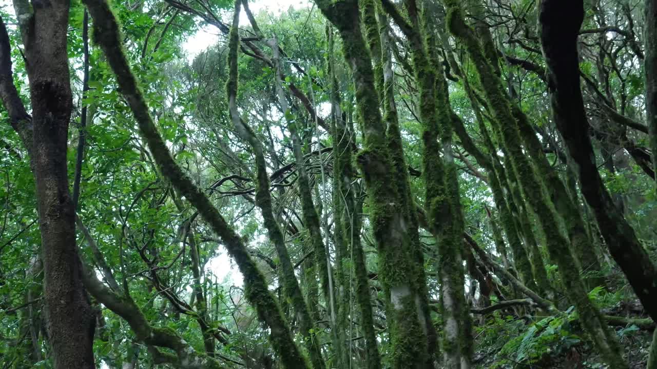 Geseran Kamera ke Atas Melalui Kanopi Hutan Lebat Berlumut
