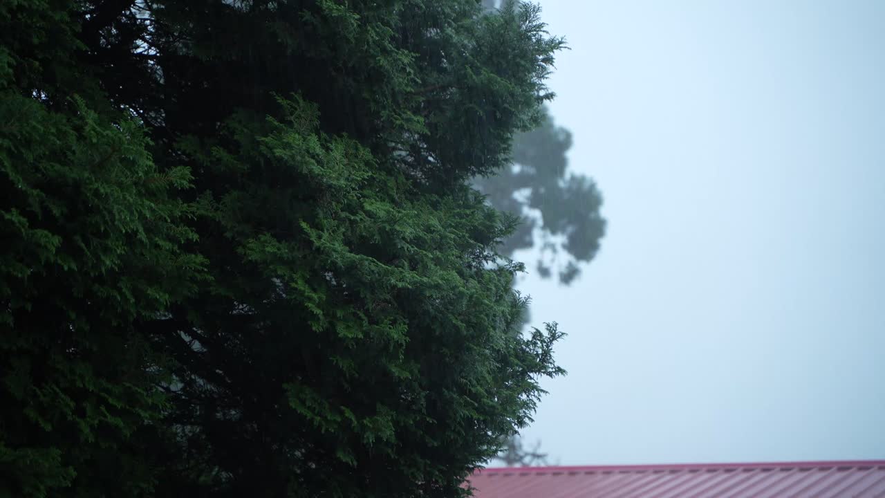 Raindrops falling on a pine tree