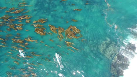 Aerial-view-tracking-kayakers-in-Laguna-Beach,-California