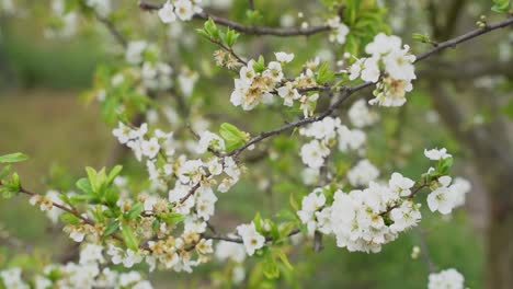 Blumen-Im-Zweig-Im-Frühjahr