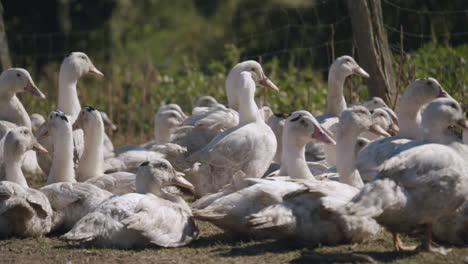 Close-up-gimbal-shot-of-flock-of-geese-sunbathing