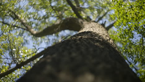 Looking up at a tree