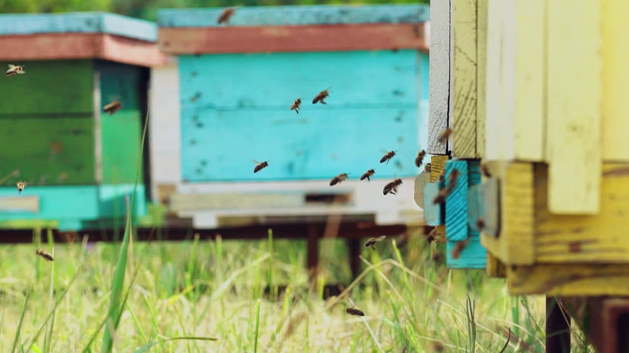 Bee swarm at a beehive. Hives in an apiary with bees flying to the landing boards