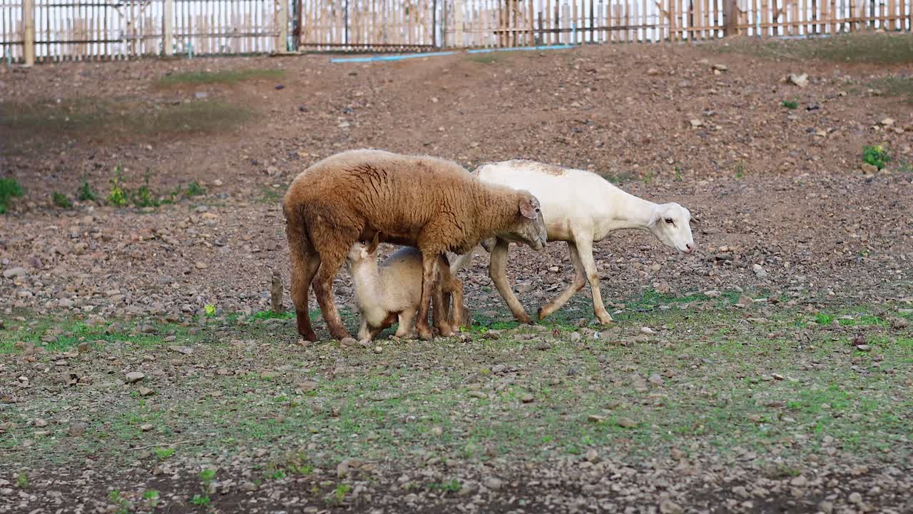 양 들 이 양 들 을 먹이고  에서 상호 작용 하는 것