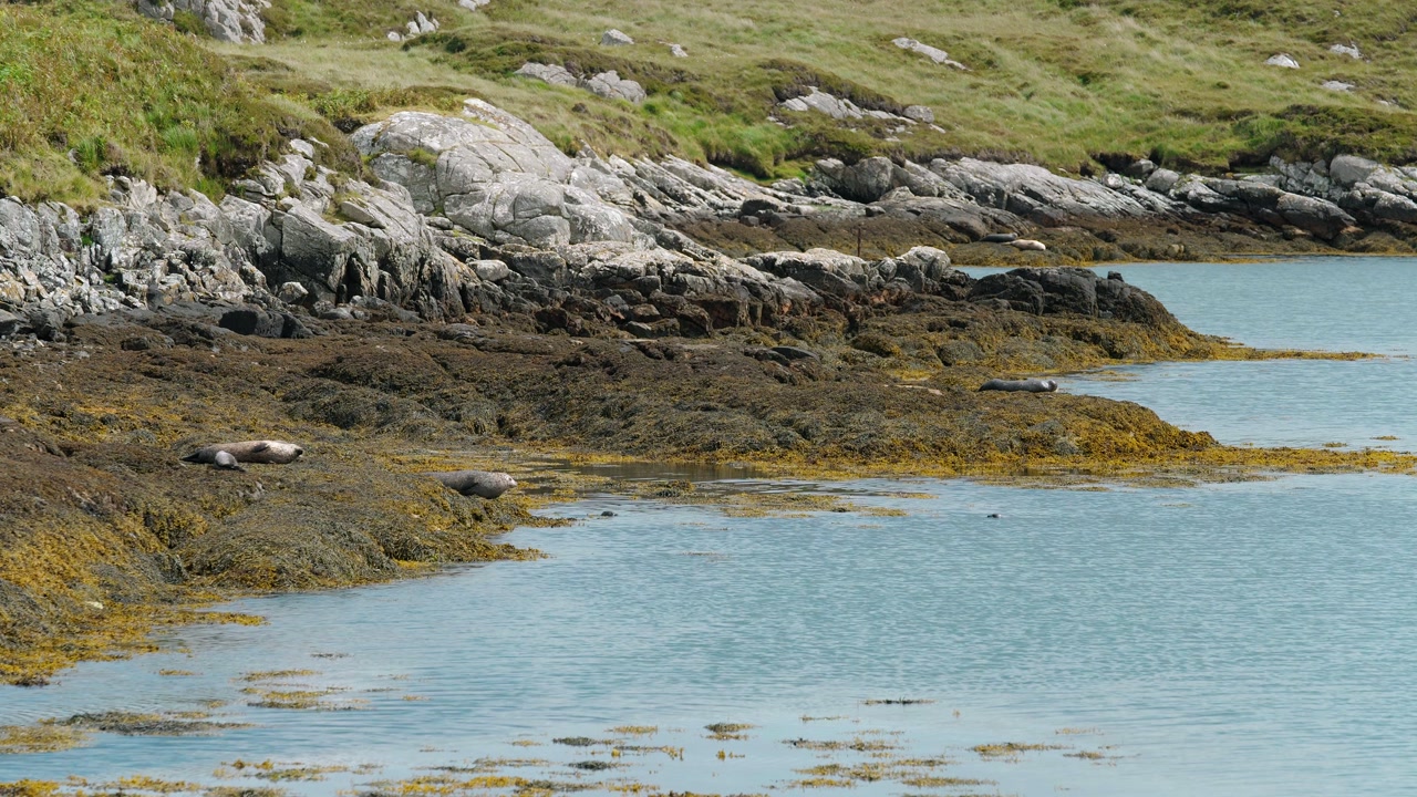 Static shot of common seals sunbathing with their pups on the coast of Harris.